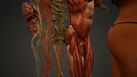 Ilustración-Animada-De-Anatomía-Humana-En-3d